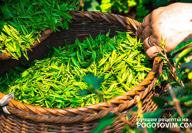 Зеленый чай — напиток долгожителей